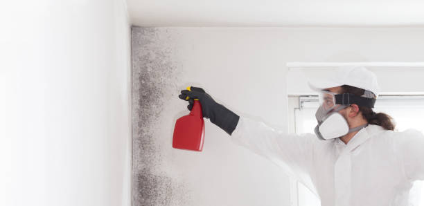 Trusted Burns, OR Mold Remediation Experts