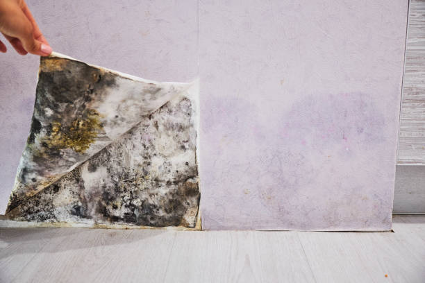 Best Commercial Mold Remediation in Burns, OR